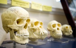 Decorative Image - Darwinism reflected by skulls showing human evolution rel to Capitalism and Free Markets
