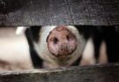 Meat: what’s the beef and who pays?